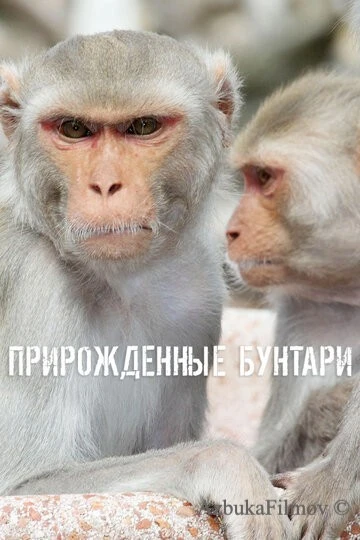 Фильм Прирожденные бунтари (2018)
