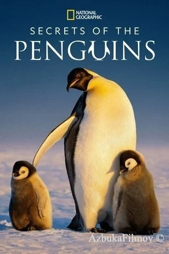 Фильм Secrets of the Penguins (2025)
