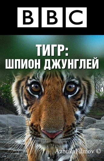 Фильм BBC: Тигр – шпион джунглей (2008)